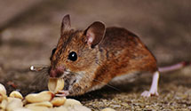 24 Hour & Emergency Exterminators in Evansville Dress Regional Ai, IN
